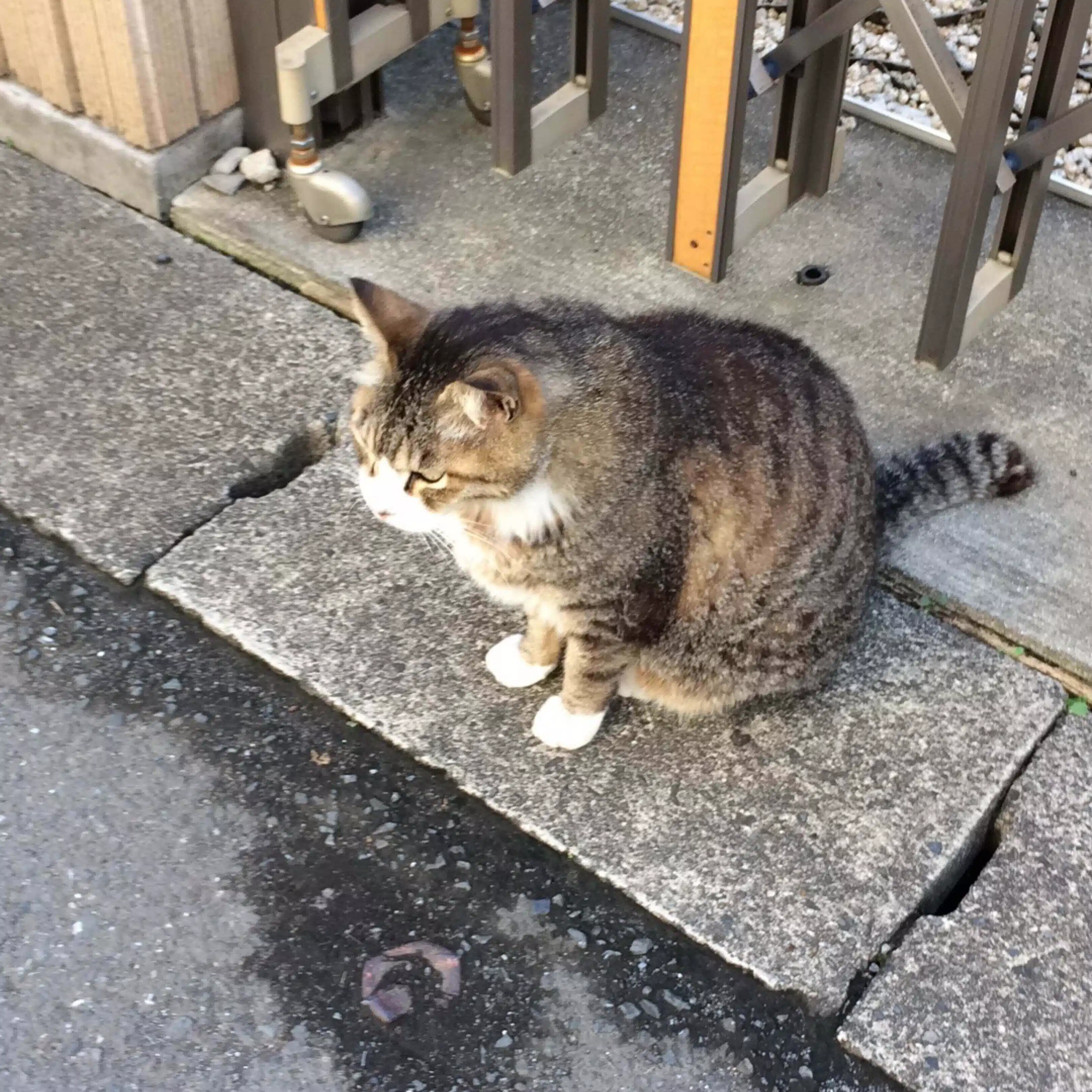たぬさん