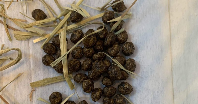 うさぎの糞 の新着タグ記事一覧 Note つくる つながる とどける