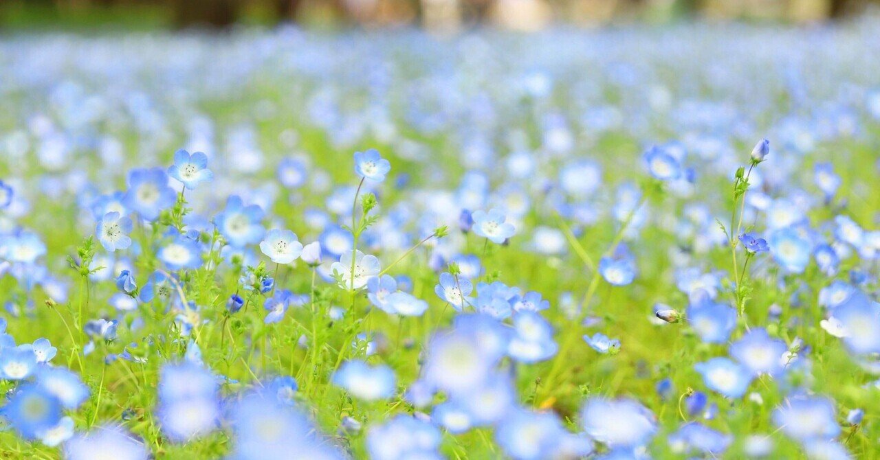 古典文学に見る季語の源流 第13回 春はネモフィラ 連載の終わりに 三鷹古典サロン裕泉堂 吉田裕子 Note 古典文学に見る季語の源流 第13回 春はネモフィラ 連載の終わりに 三鷹古典サロン裕泉堂 吉田裕子 Note