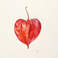 鬼灯の花言葉 鬼灯 Note 鬼灯の花言葉 鬼灯 Note