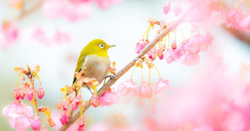 西伊豆に、日本一早い春が来た。