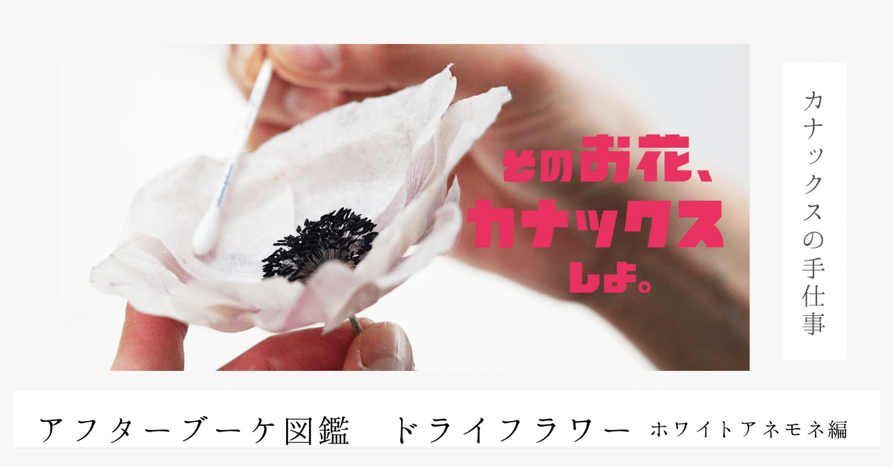アフターブーケ図鑑_ホワイトアネモネ_ドライフラワー|【公式