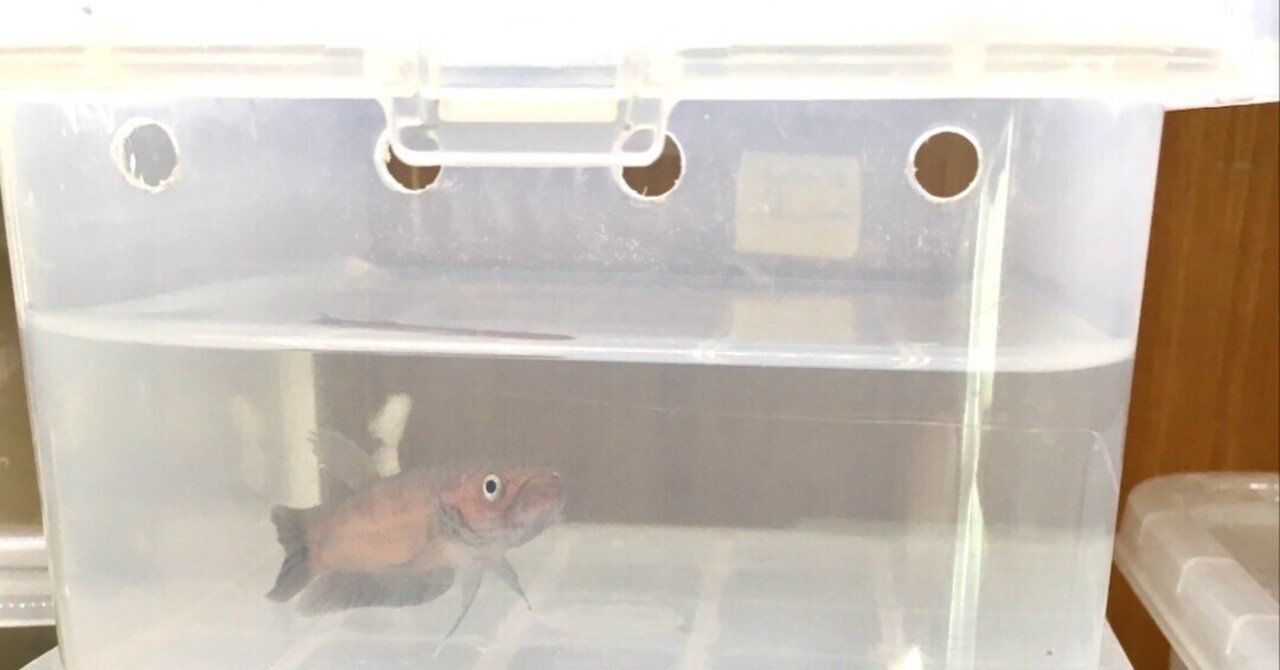 1lくらいの容器でろ過 エアレーション無しでワイルドベタを 一時 飼育する方法 硝子迷宮回廊 Note 1lくらいの容器でろ過 エアレーション無しでワイルドベタを 一時 飼育する方法 硝子迷宮回廊 Note