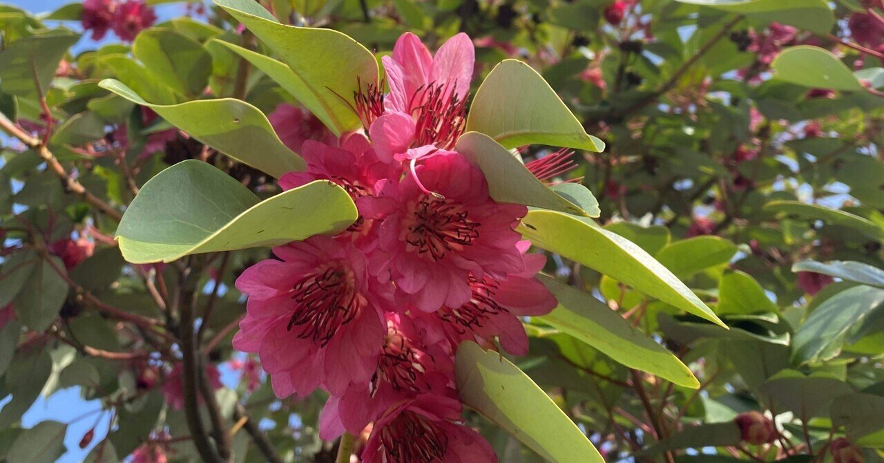 春の花木ーエキゾチックな花 ロドレイア Haco ガーデンプランナー 庭のある暮らし植物のある暮らし Note