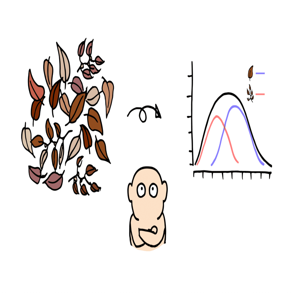 ケヤキの葉に秘められた数字の話 浜松科学館 みらいーら