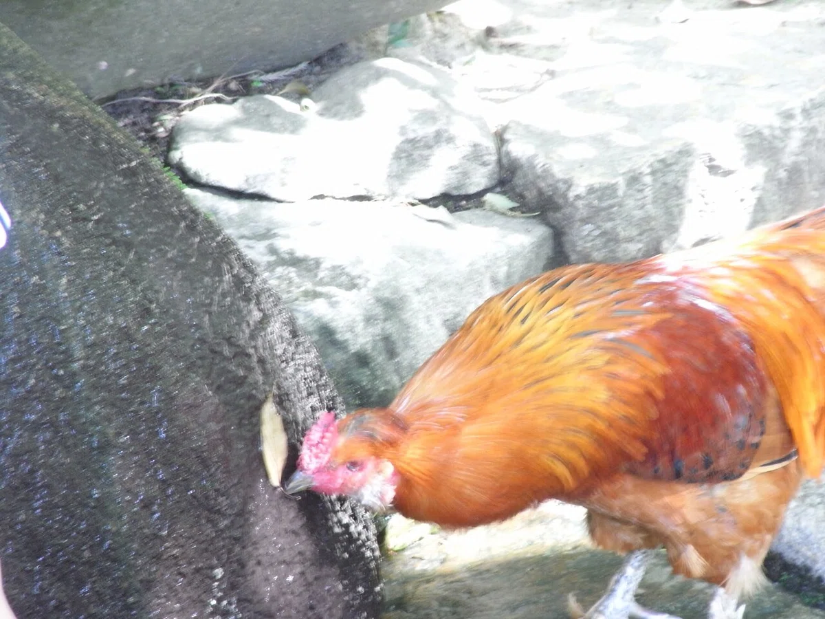 画像32
