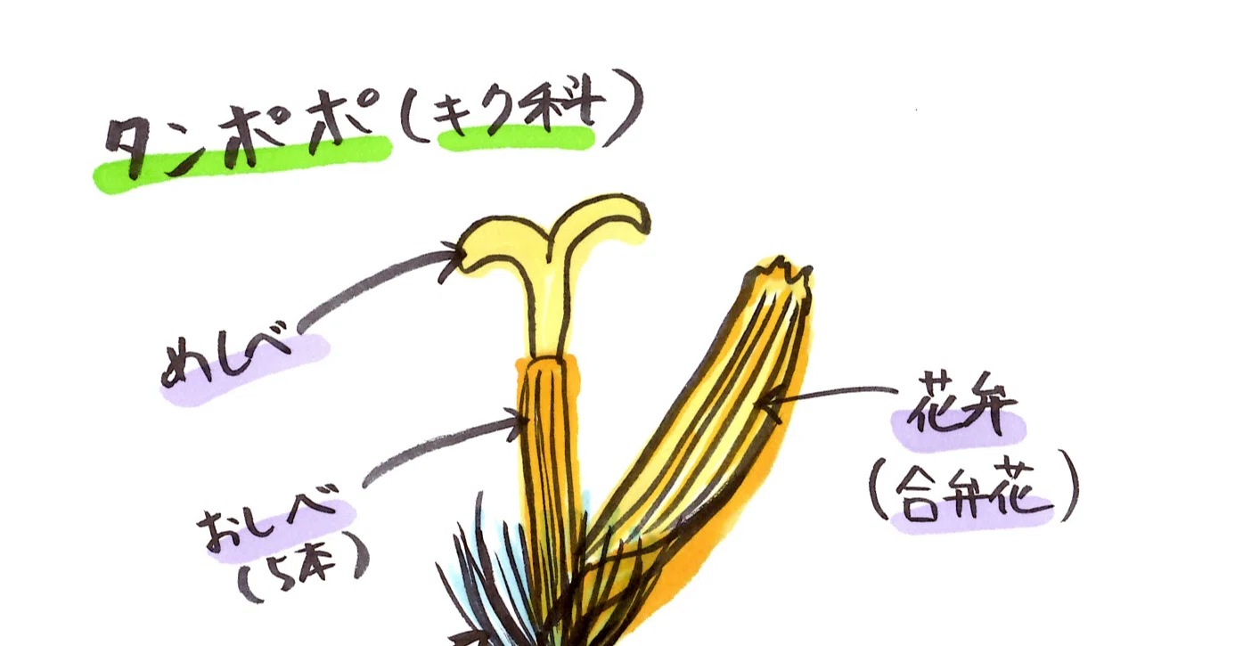 中学理科 タンポポの花のつくり 理子 雑談女塾 そふとめん Note
