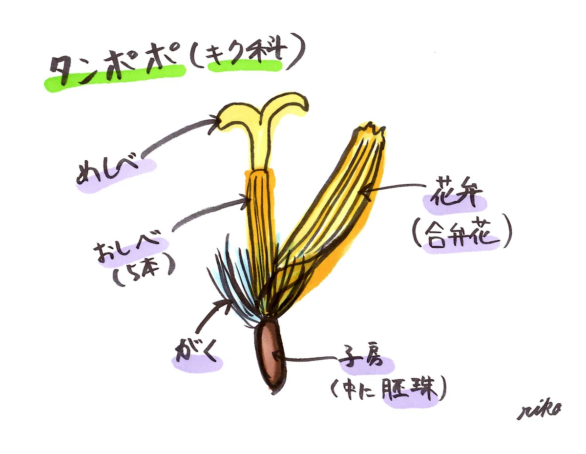 タンポポ の 花 の つくり