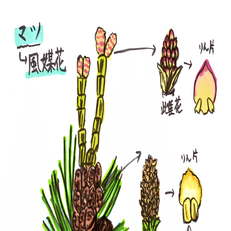 中学理科 マツの花のつくり 理子 雑談女塾 そふとめん Note