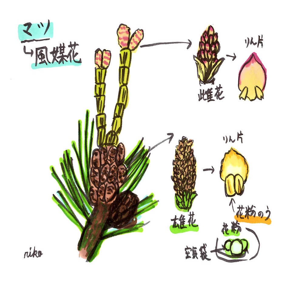 中学理科 マツの花のつくり 理子 雑談女塾 そふとめん Note