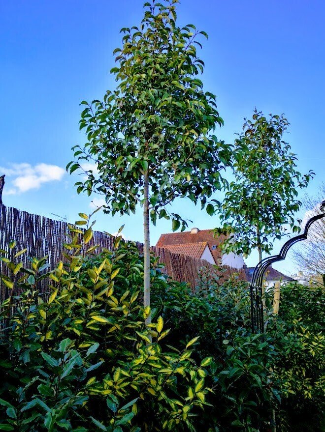 木 Library ミックス | 天然木のデザイン突板ブランド「FORESTERIOR」