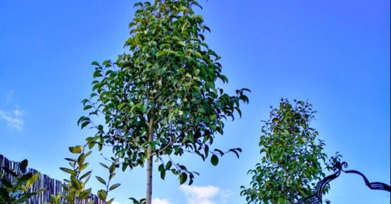 動きのある曲がり樹形 ネズミモチ 647 樹高1.2m位 タマツバキ テラツバキ 動きのある曲がり樹形 ネズミモチ 647 樹高1.2m位 タマツバキ