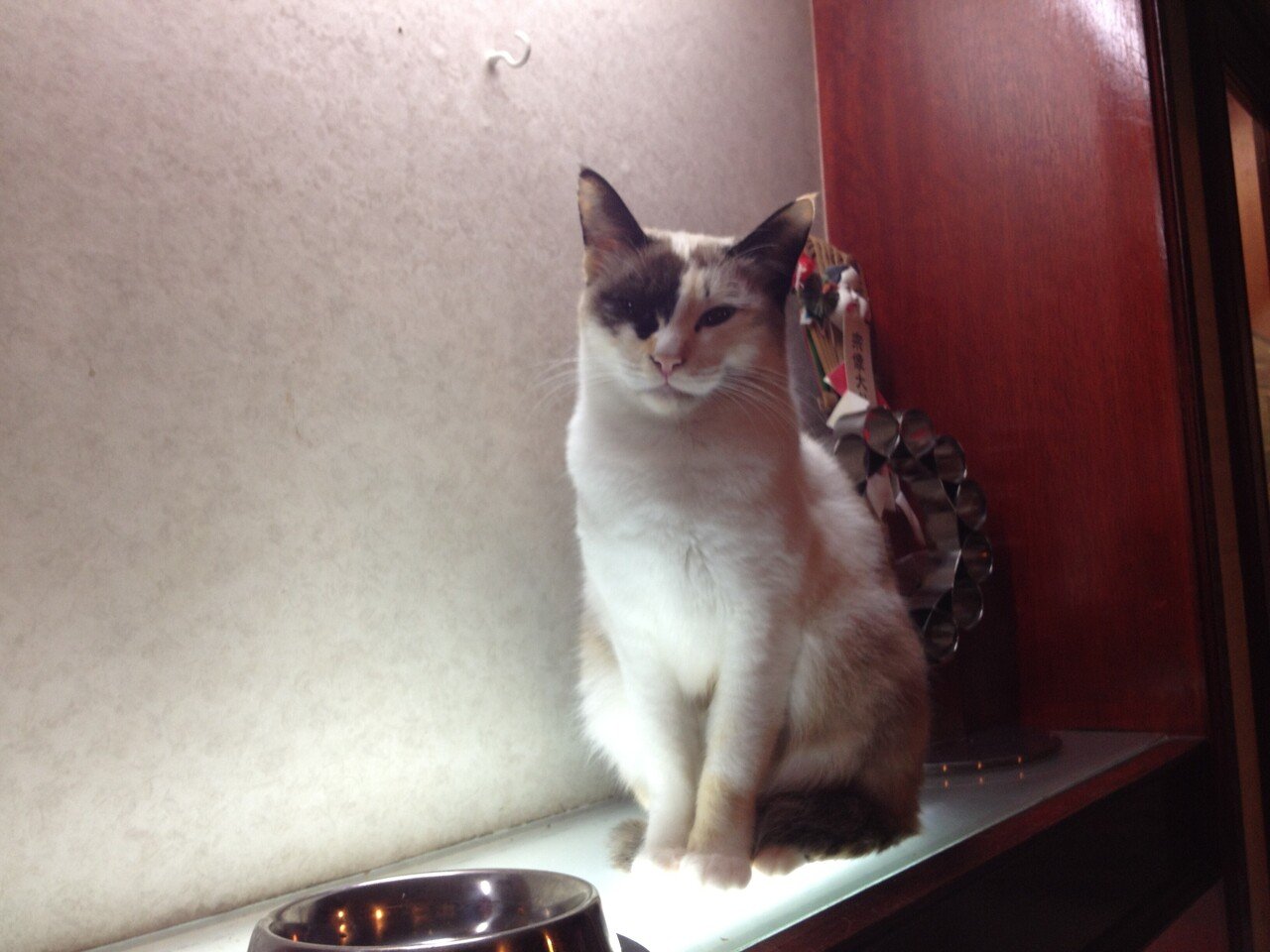 この時期 ストーブ等の暖房器具には要注意 族は近づきすぎて火傷 負ったり いたずらでコードをかじったり 防備は万全にしていた方が安心 ねず の定位置はカウンター奥にあるガラス棚 Npo法人あおぞら Note