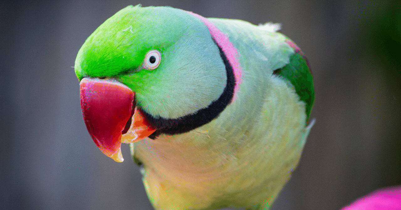 気になる生態 10 都心で増え続ける緑の集団 ワカケホンセイインコ ちーた Note