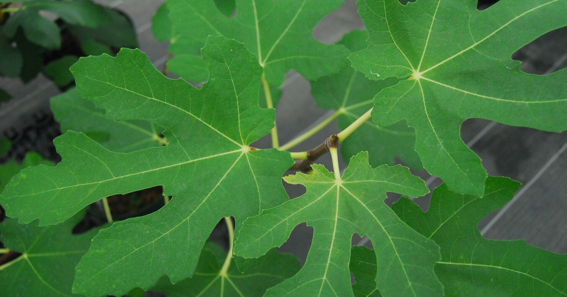 初心者のためのいちじく栽培 毎月の動画 世界のいちじく育てよう まるはち果実園 Note 初心者のためのいちじく栽培 毎月の動画 世界のいちじく育てよう まるはち果実園 Note