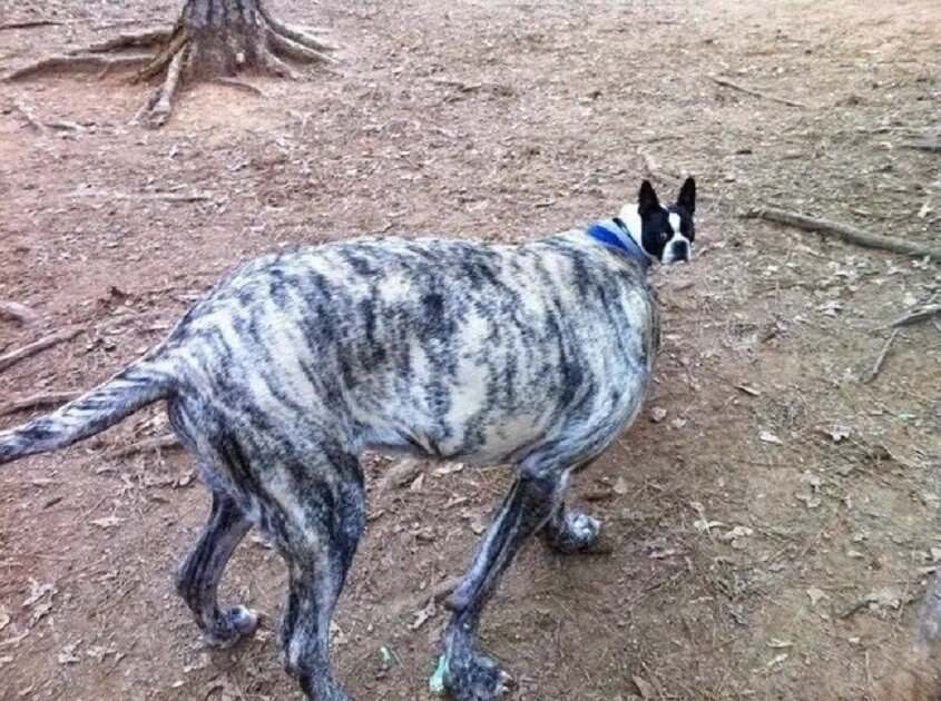 面白い犬画像 の新着タグ記事一覧 Note つくる つながる とどける