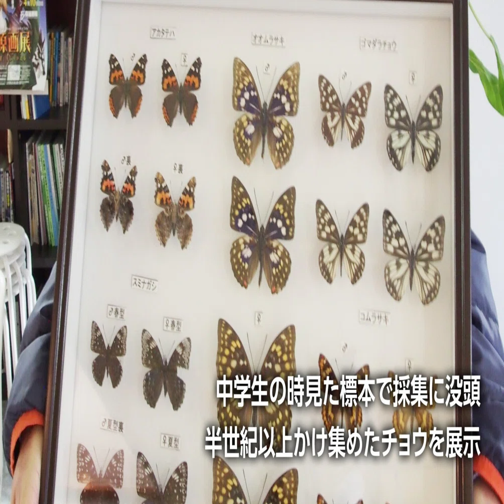 蝶に魅せられて半世紀 佐藤晃さん 9日から展示会 石巻地方で見つけた80