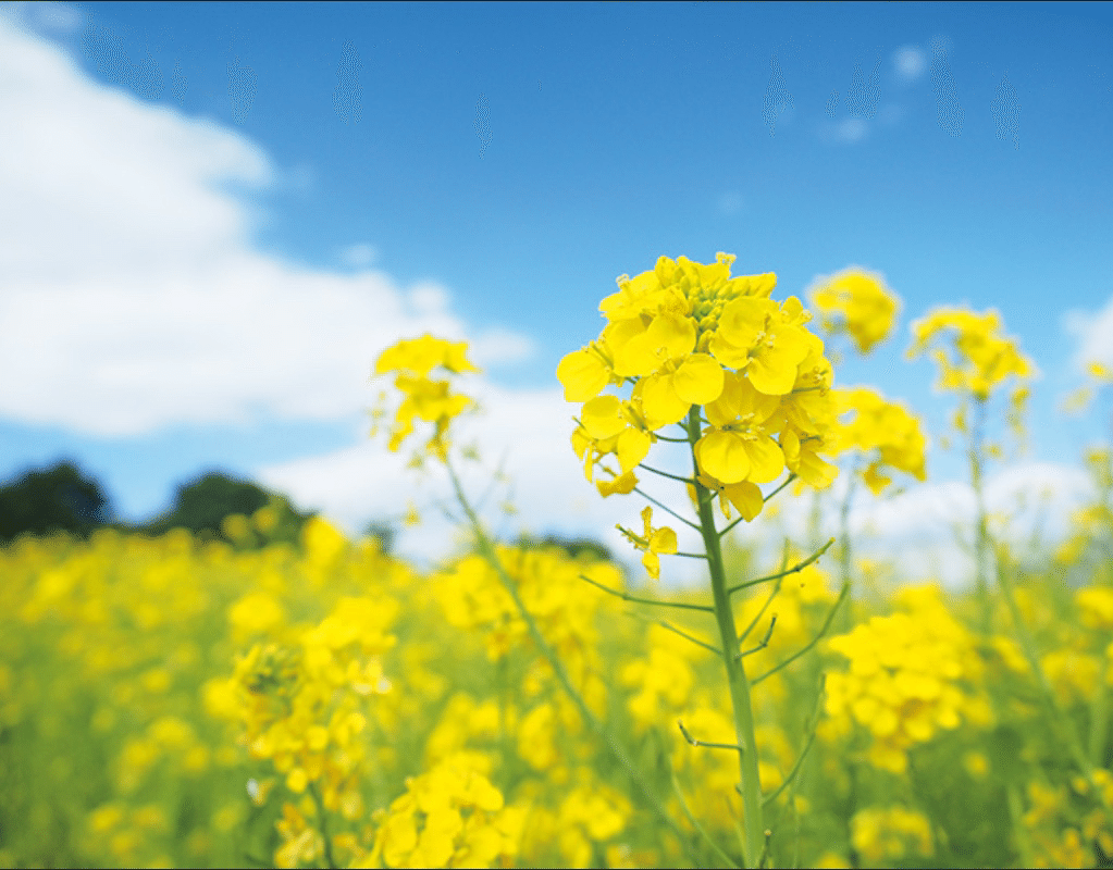 菜の花は 私の名前の由来になった花だ 母曰く 私を出産した時病室の窓から見える菜の花がとても綺麗に咲いていたそうだ なのに なおという名前に 菜 をつけていない おいッ と突っ込みたくなるエピソード なおさん Note