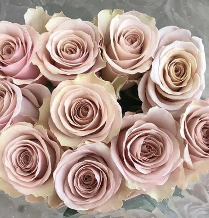 プロポーズに人気なベージュピンクのバラ🌹｜🌷花屋はな輔🌷熊本