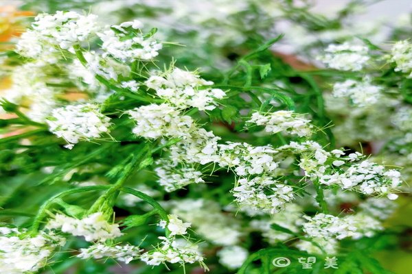 セロリの花は春から初夏のはず汗 の新着タグ記事一覧 Note つくる つながる とどける