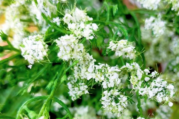 セロリの花は春から初夏のはず汗 の新着タグ記事一覧 Note つくる つながる とどける セロリの花は春から初夏のはず汗 の新着タグ記事一覧 Note つくる つながる とどける