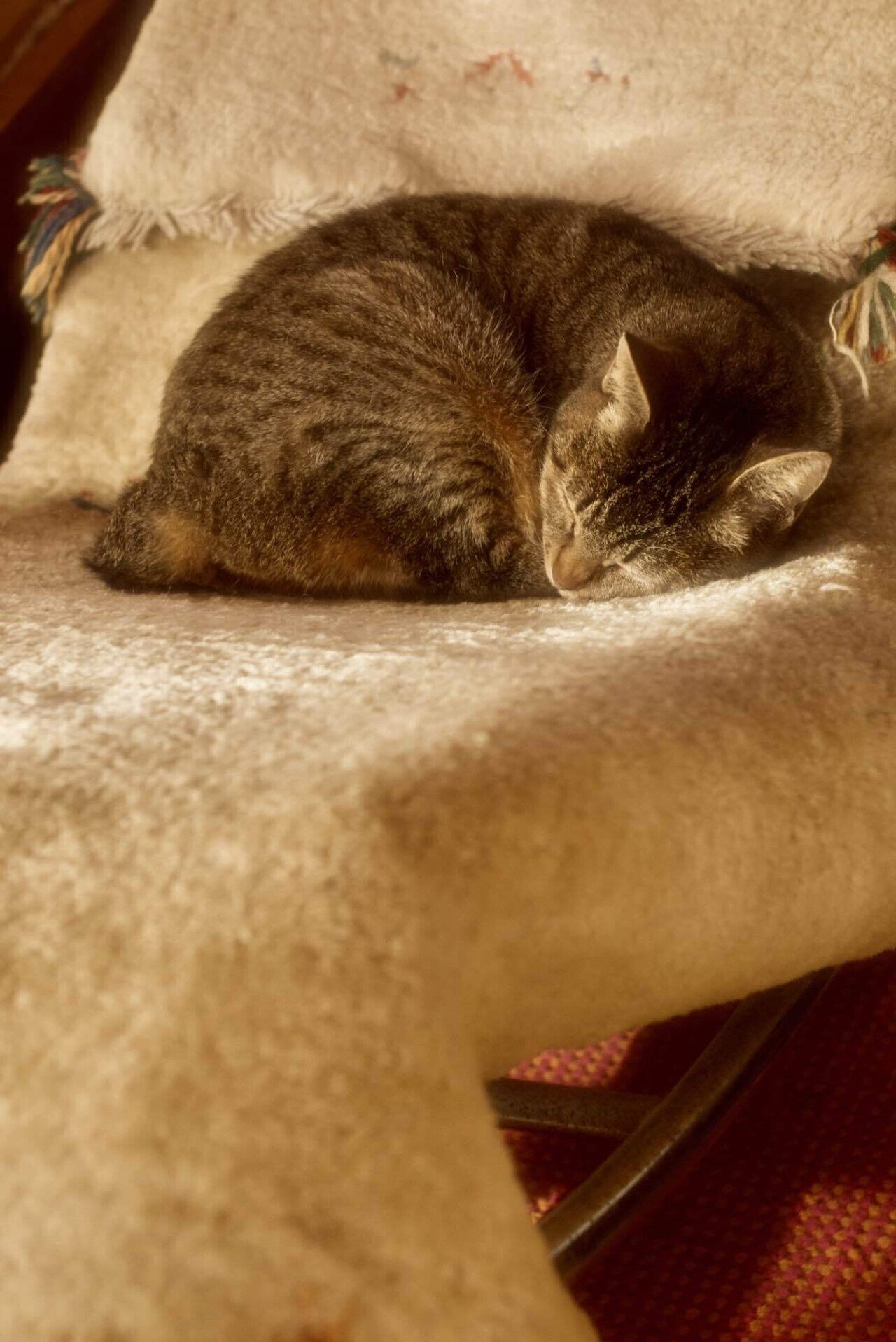 野良猫 野良猫
