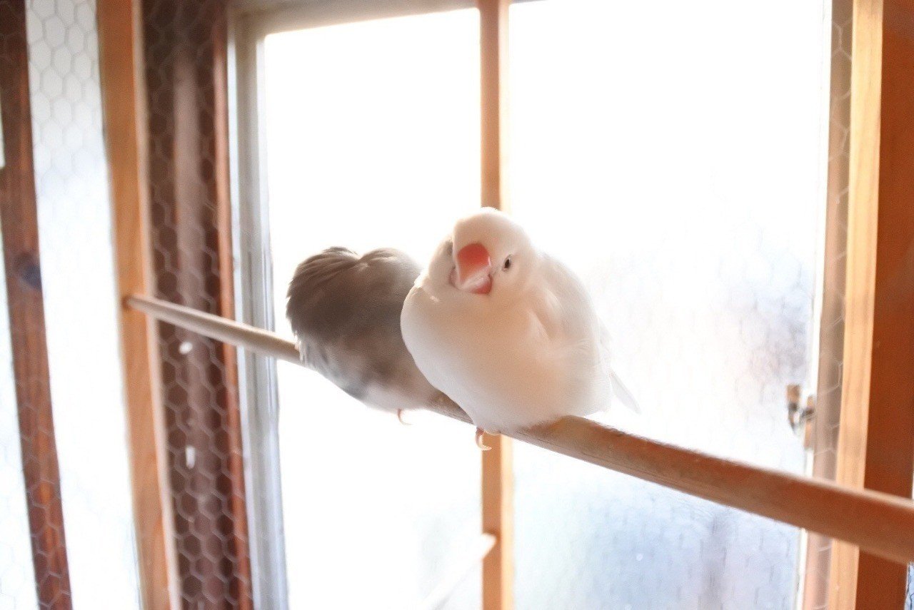 幸せの青い鳥は なぜカゴの中にいたのか 最所あさみ Note 幸せの青い鳥は なぜカゴの中にいたのか 最所あさみ Note