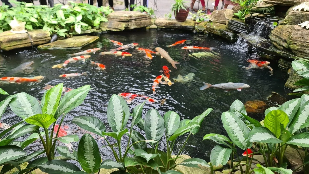 鯉の池があるハノイテーマのカフェ。 旧正月休みを楽しむ人でいっぱいです。|そんちゃー君