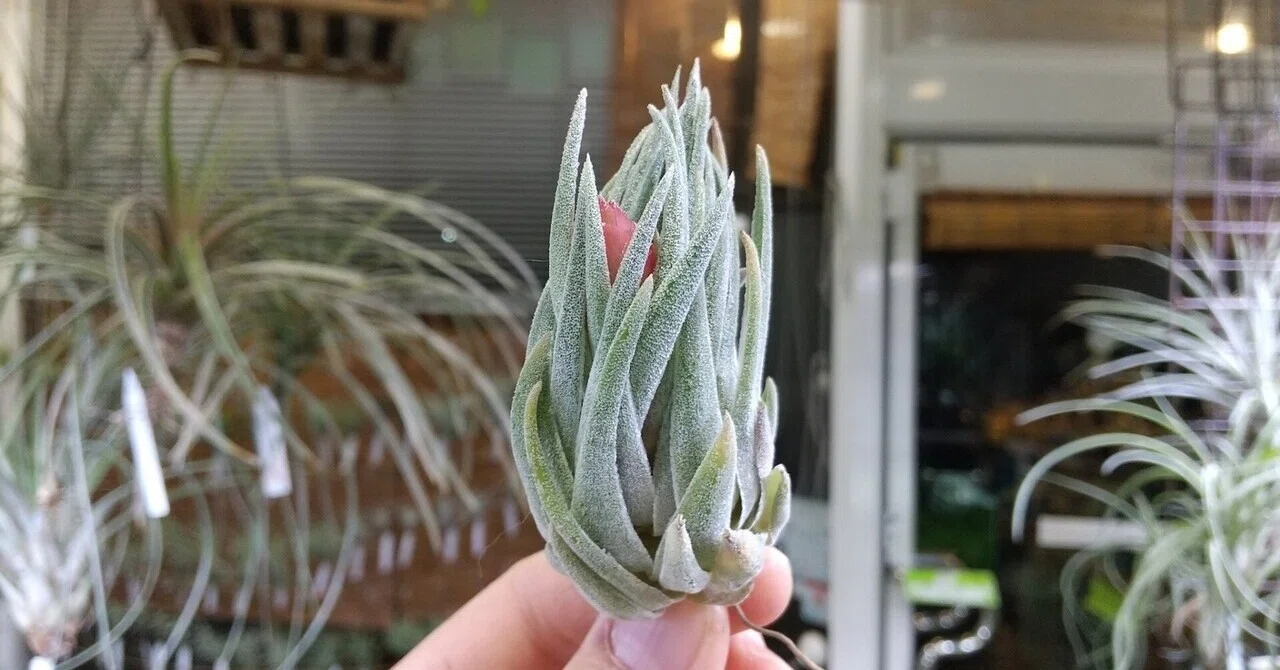 チランジア入荷リスト1/27｜NatureGarden?神田