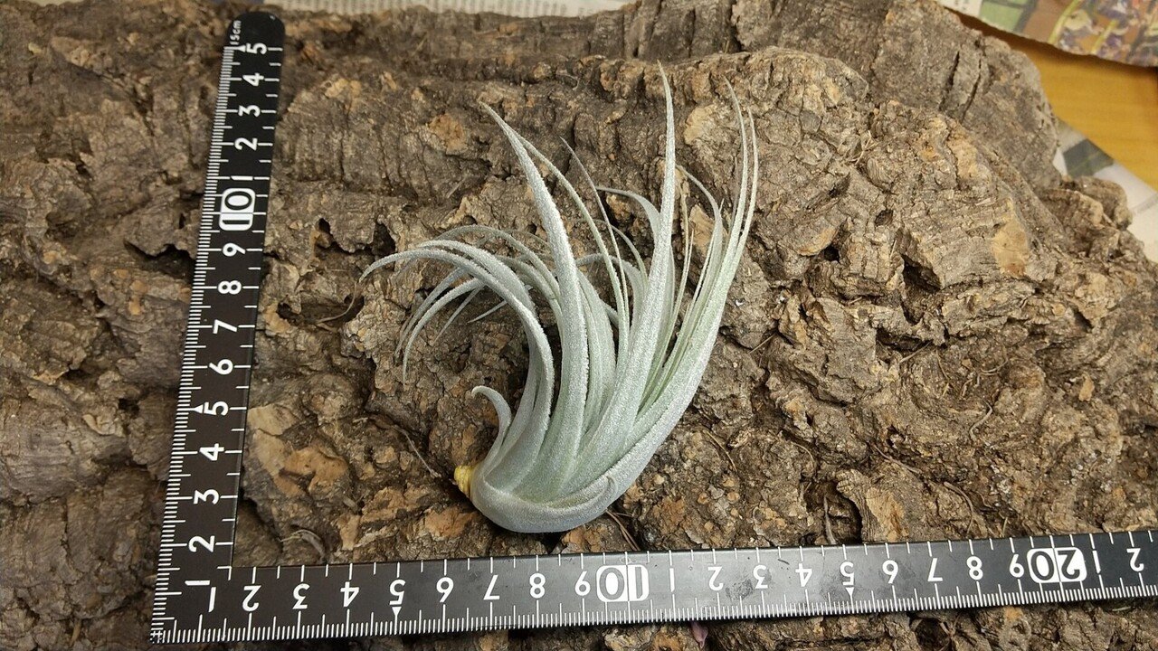 チランジア入荷リスト1/27|NatureGarden🌿神田 チランジア入荷リスト1/27|NatureGarden🌿神田