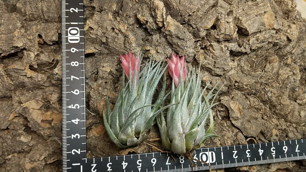 チランジア入荷リスト1/27｜NatureGarden🌿神田