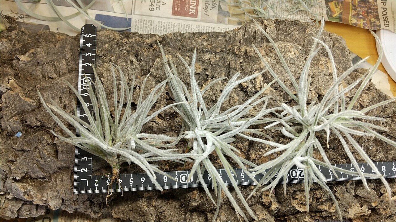 チランジア入荷リスト1/27|NatureGarden🌿神田 チランジア入荷リスト1/27|NatureGarden🌿神田