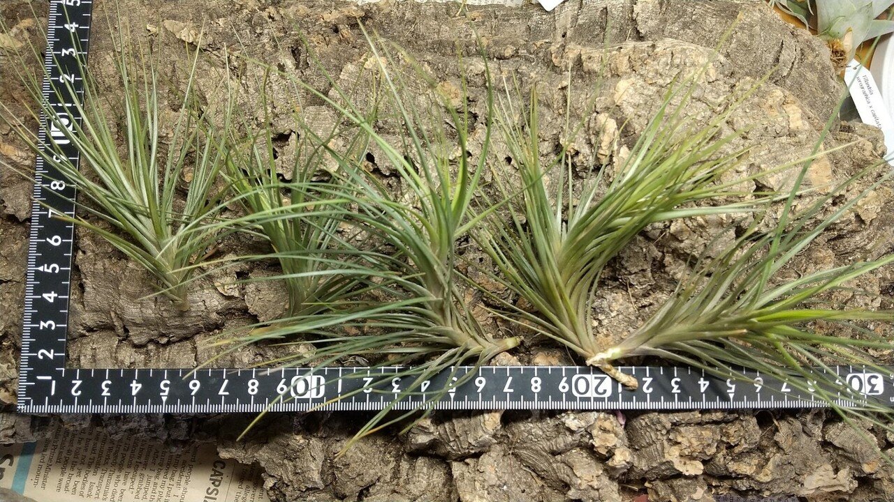 チランジア入荷リスト1/27|NatureGarden🌿神田 チランジア入荷リスト1/27|NatureGarden🌿神田