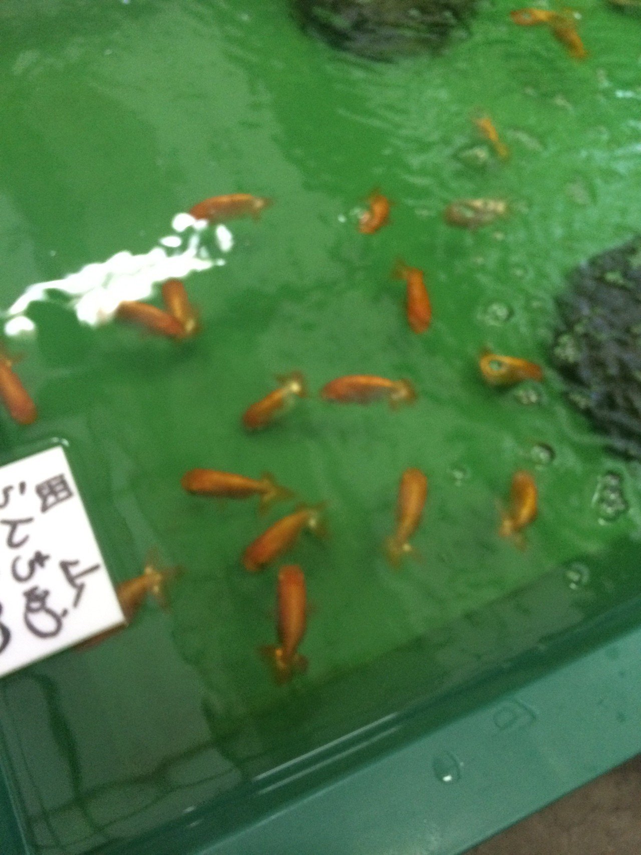 金魚問屋の大老舗 金魚坂へ行ってきた Yuukee Note