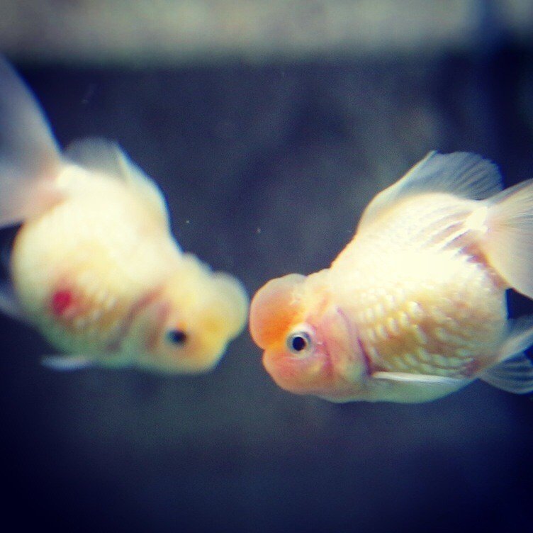 金魚問屋の大老舗 金魚坂へ行ってきた Yuukee Note