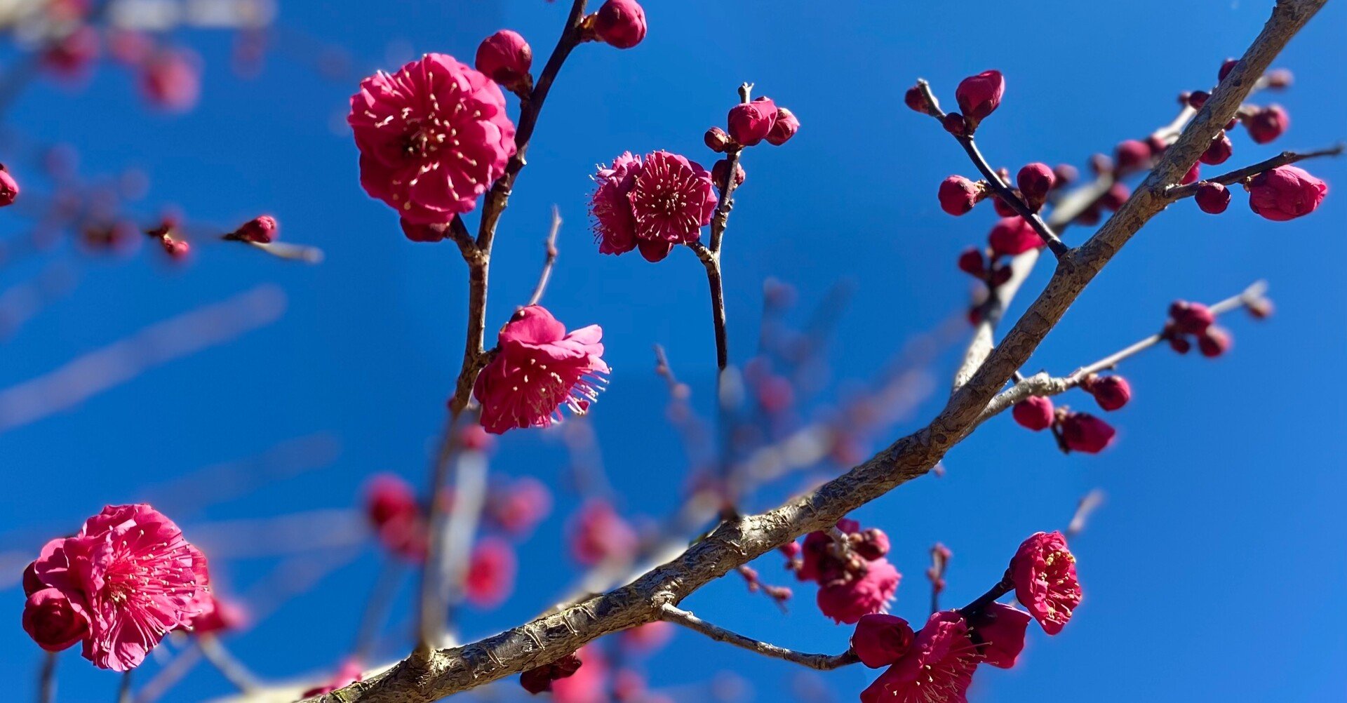 超超超激レア! 君に届け 携帯クリーナー くるみちゃん 胡桃沢 梅 超超