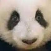 上達の本音🐼