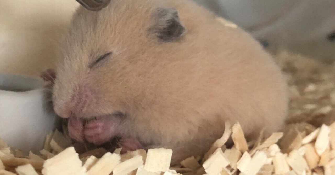 爬虫類を観に行ったら、ハムスターを飼っていた話｜couco(こうこ)