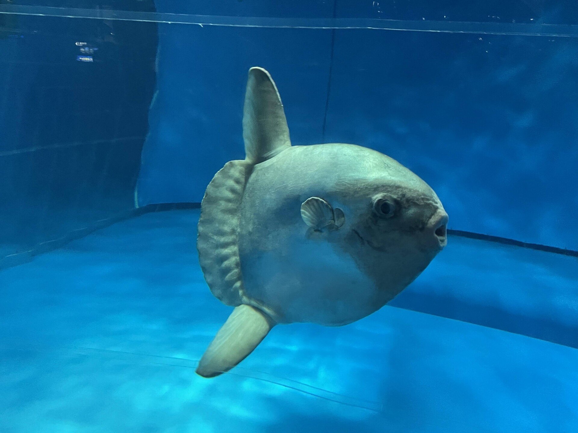 翻車魚 の新着タグ記事一覧 Note つくる つながる とどける