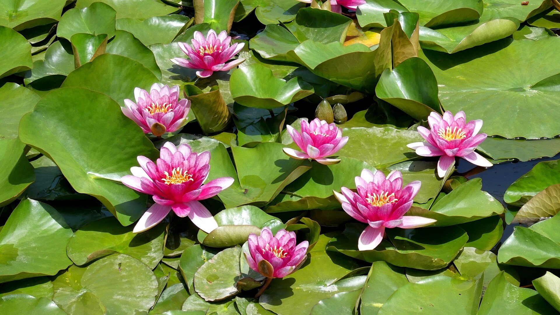 スイレン の新着タグ記事一覧 Note つくる つながる とどける