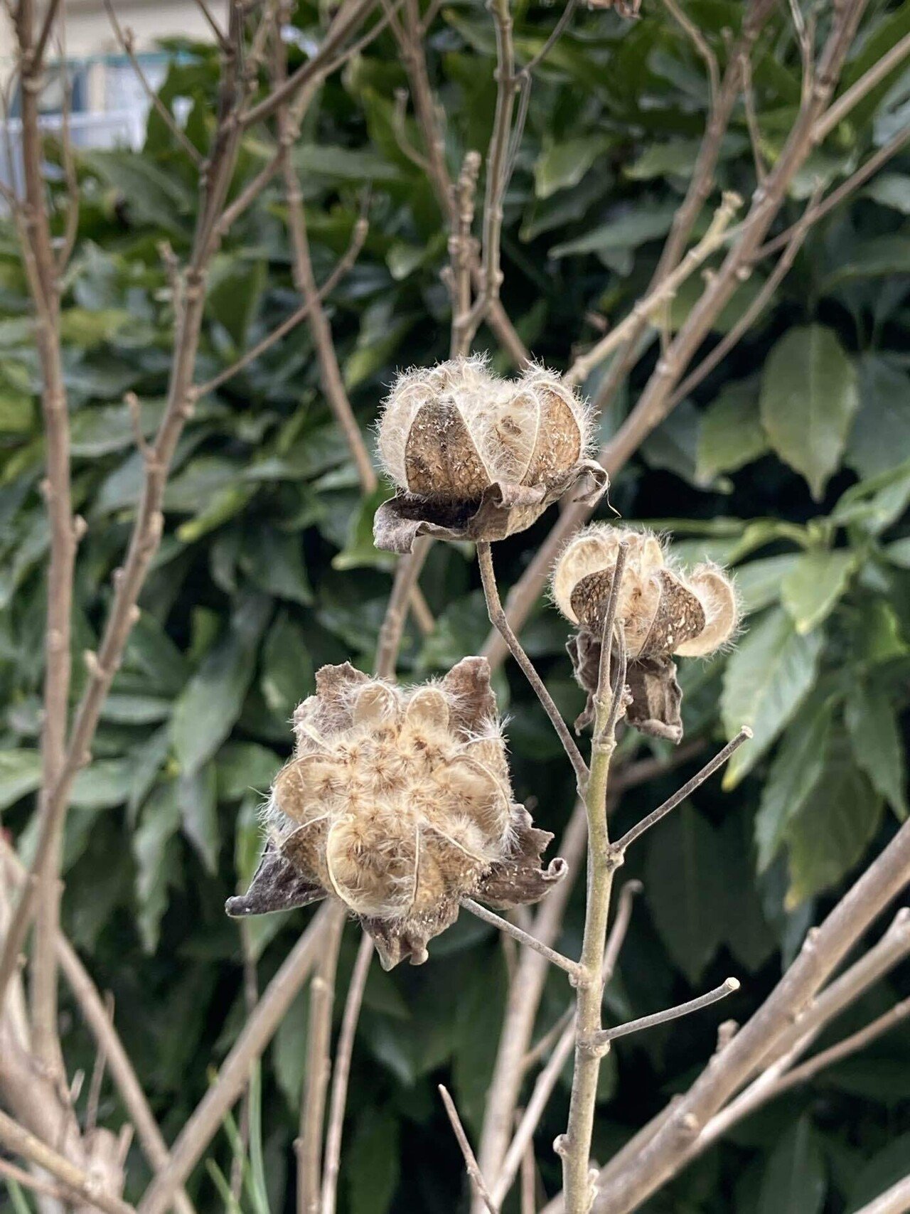 枯芙蓉 おはようございます 夏によく見かけた白やピンクの華麗な花 芙蓉 花の季節を過ぎ 冬枯れしたものを 枯芙蓉 と呼ぶそうです 俳句の冬の季語でもあり不思議な風情があります 風に揺れてカラカ 櫻田弘文 ブランディング プロデューサー Note
