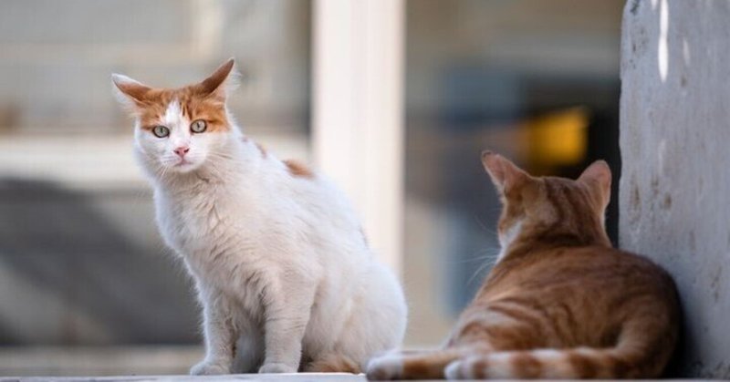 地域猫活動の行政との関わりについて