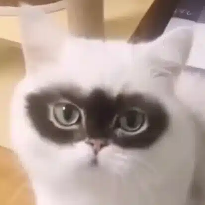 ふるーる