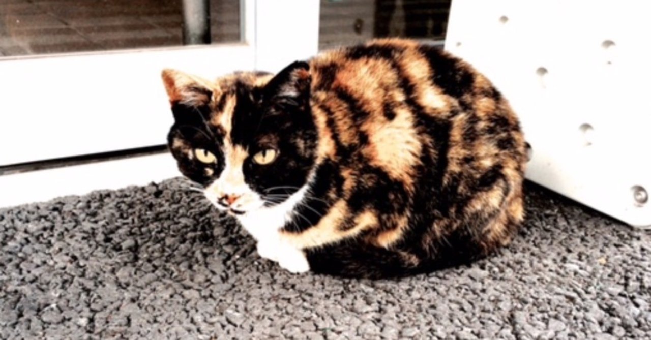 物理書籍ニンジャ名鑑早見表 トラ猫 Note 物理書籍ニンジャ名鑑早見表 トラ猫 Note