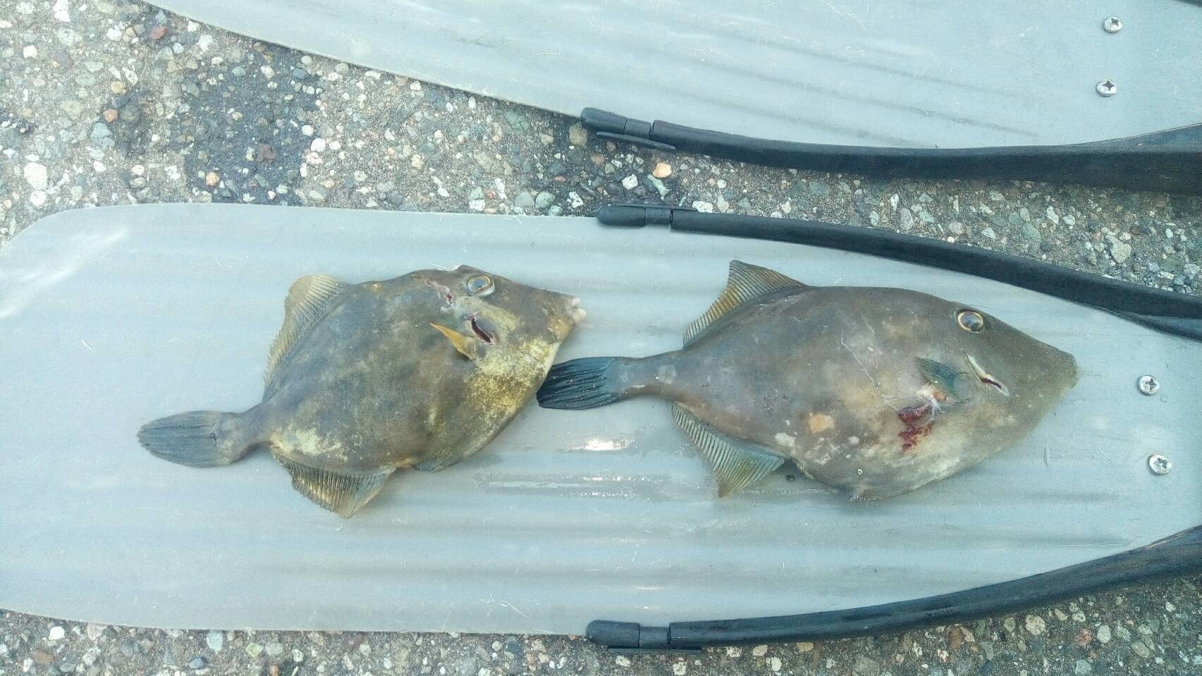 お魚突き 日本海18 07 14 カワハギ兄弟 魚突き これから始められる方へのお魚突き情報 Note お魚突き 日本海18 07 14 カワハギ兄弟 魚突き これから始められる方へのお魚突き情報 Note