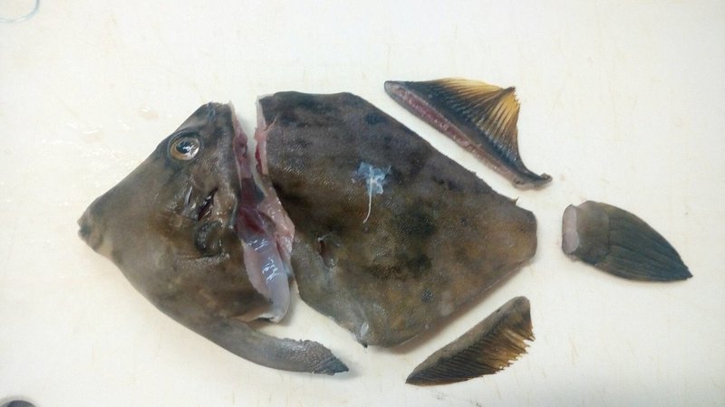 カワハギのお刺身定食 肝をあえて 魚突き これから始められる方へのお魚突き情報 Note