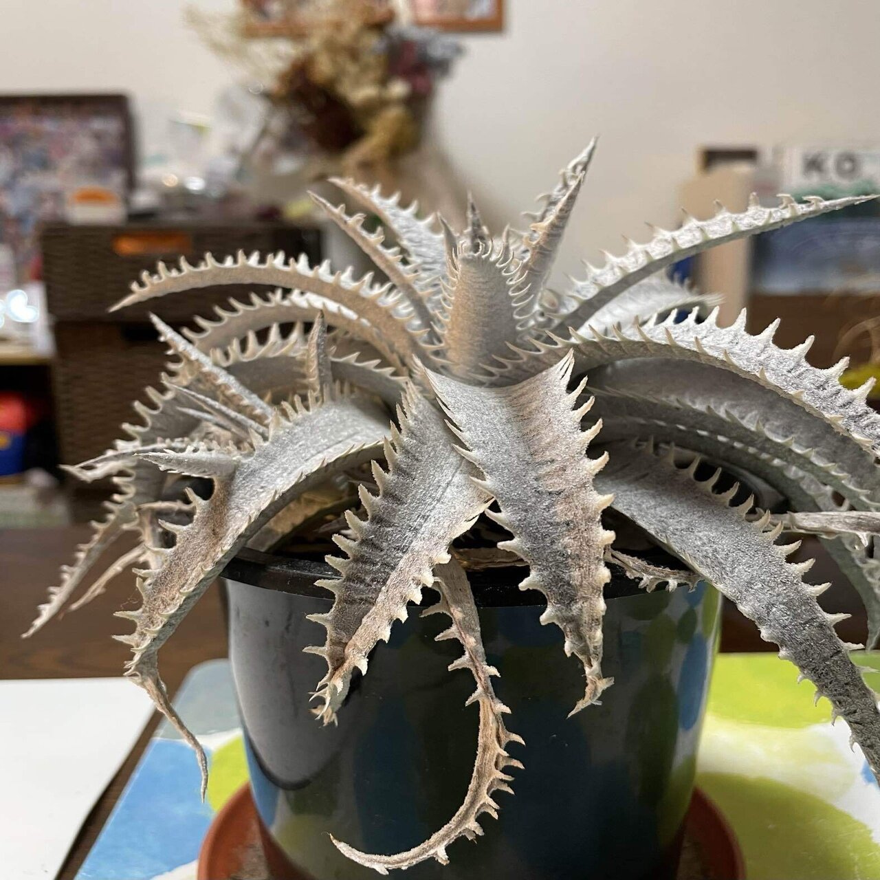 植物紹介 ディッキア 如月朔 Note