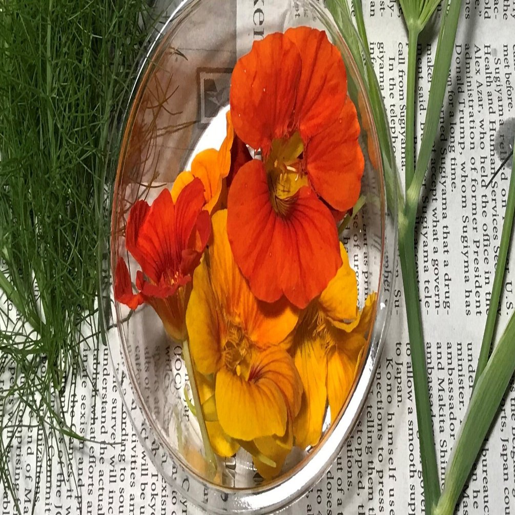 食べられるお花 ナスタチウム 那須高原こたろうファーム Note