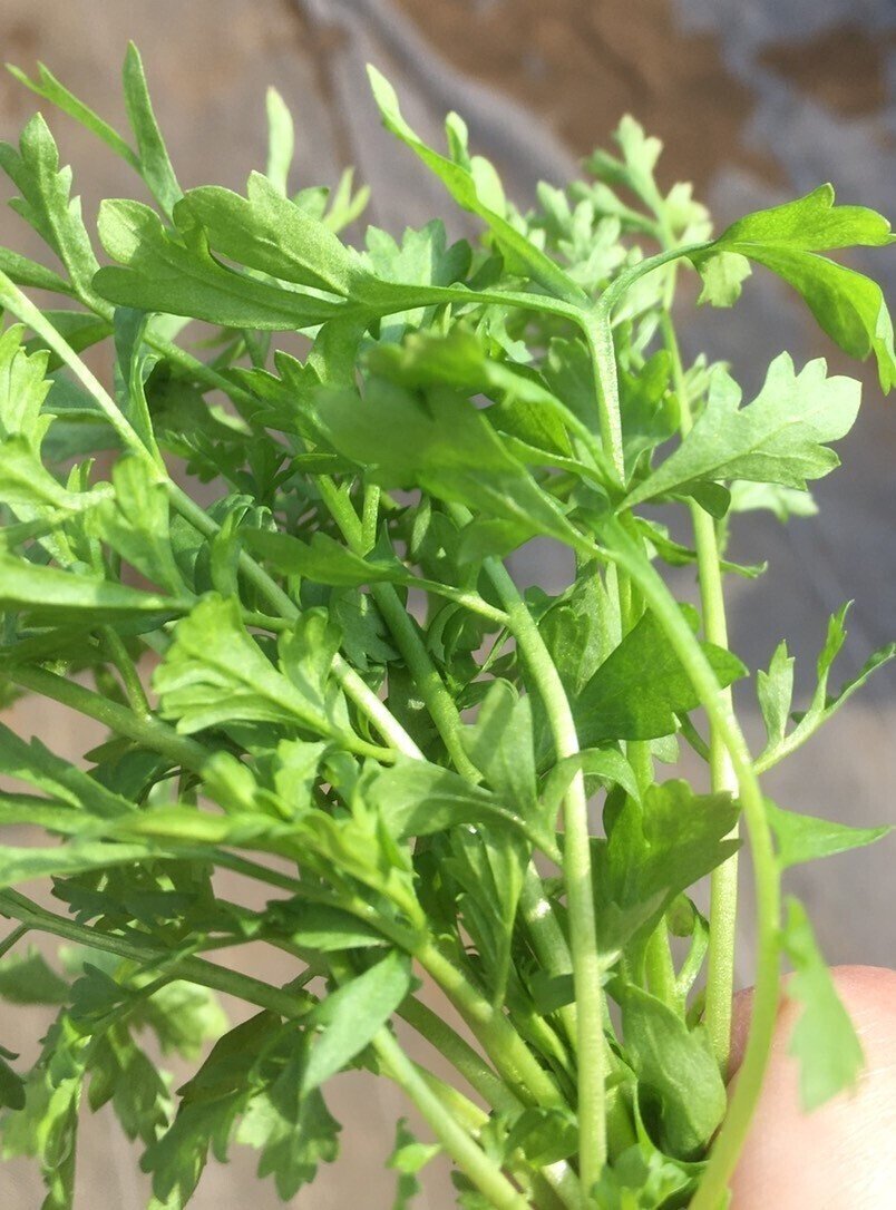 今日のハーブサラダはスペシャルです ハーブおじさん Note 今日のハーブサラダはスペシャルです ハーブおじさん Note