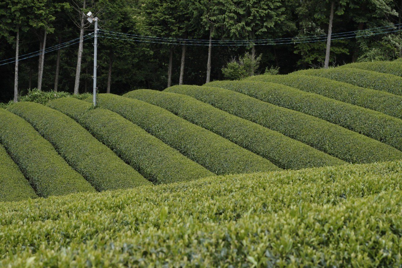 お茶の味を左右する茶園の仕立て「芽重型」と「芽数型」｜伊藤 尚哉